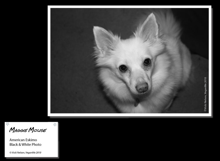 Maggie Mouse the American Eskimo dog photo portrait