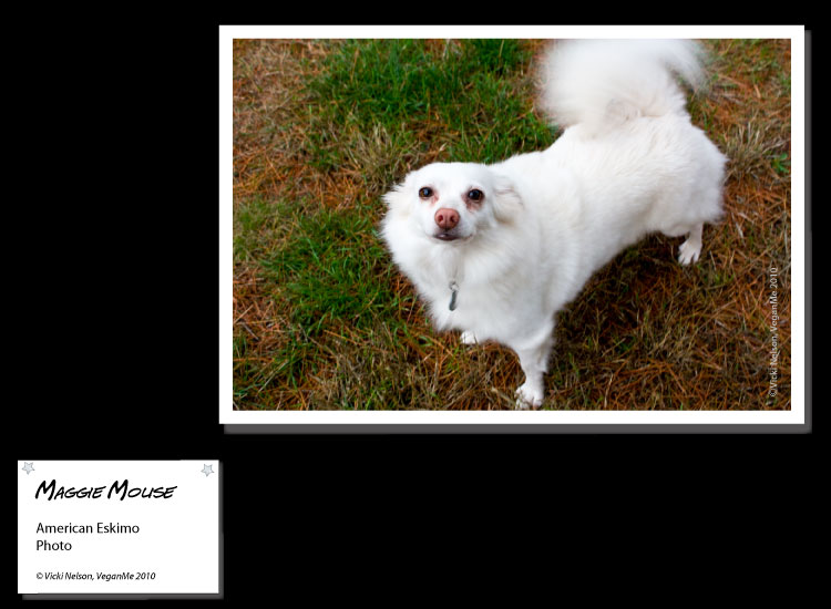 Maggie Mouse the American Eskimo dog photo portrait