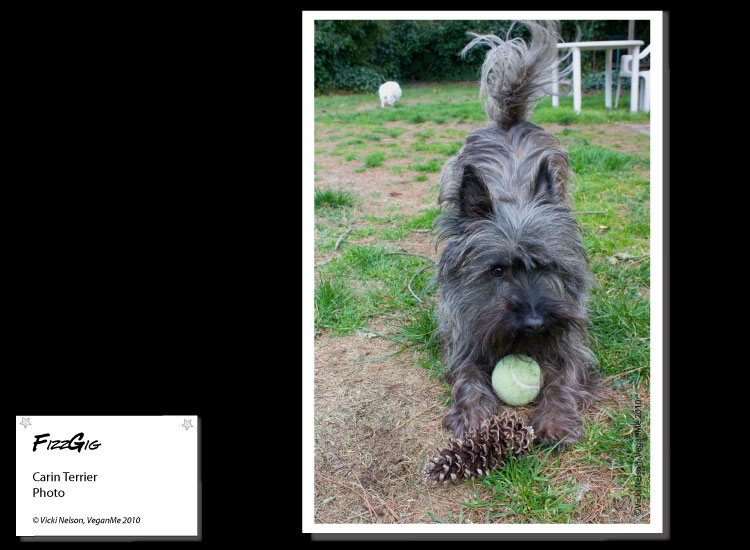 FizzGig the Cairn Terrier dog in a play bow photo portrait