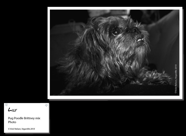 Lily Pug Poodle Brittney mix dog photo portrait