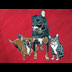 Abby, Monty and Speedracer, 3 Dogs and a Cat Portrait