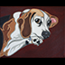 Buddy the Beagle dog portrait