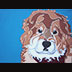 Teddy the Chow chow, Poodle, Sheltie mix dog portrait
