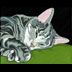 Bucca the Tabby Cat