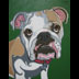 Daisy the Bull Dog Portrait