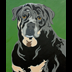 Max the Rottweiler portrait
