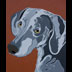 Tala the Shiba Inu Dog Portrait