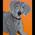 Moz the Weimaraner Dog Portrait