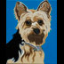 Smokey the Yorkie Dog Portrait