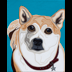 Tala the Shiba Inu Dog Portrait