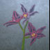 Painting of Orchids